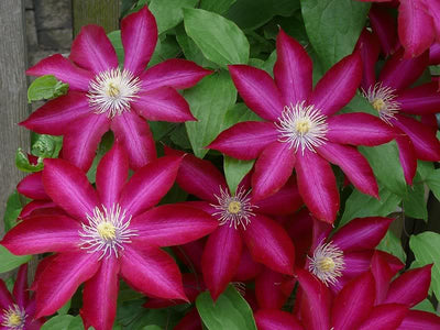 Clematis