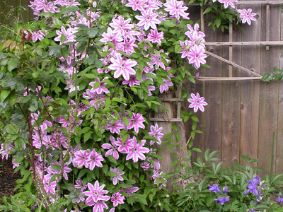 All Vines and Climbers