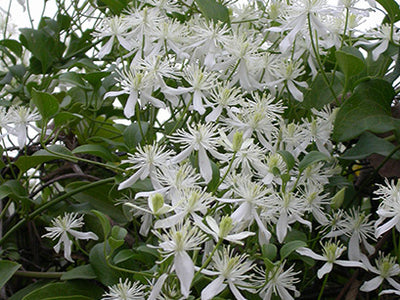 Blooming Vines and Climbers