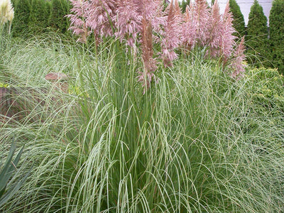 Fountain Grass
