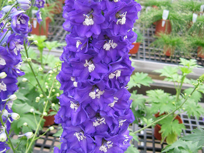 Delphinium