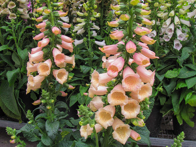 Digiplexis/Digitalis