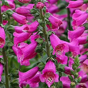 Foxglove