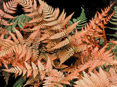 All Ferns