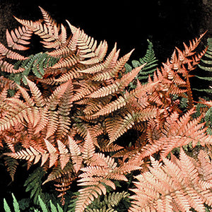 Dryopteris