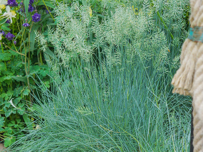 Blue Fescue