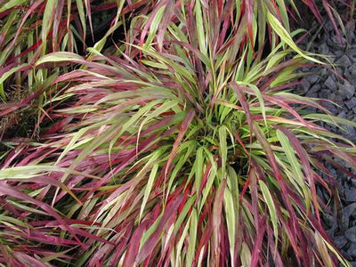 Hakonechloa
