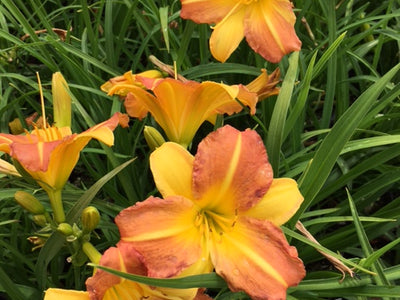 Daylily