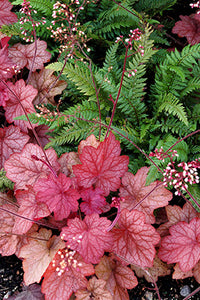 Heuchera