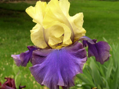 Iris