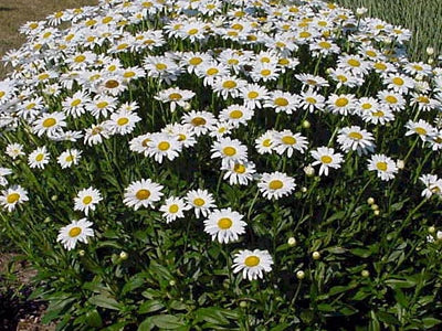 Shasta Daisy