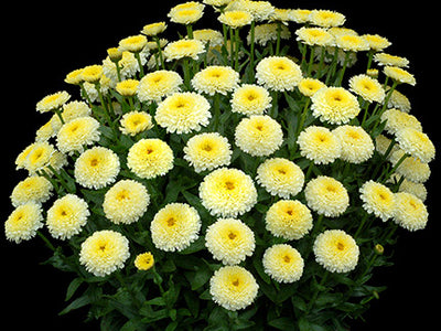 Leucanthemum