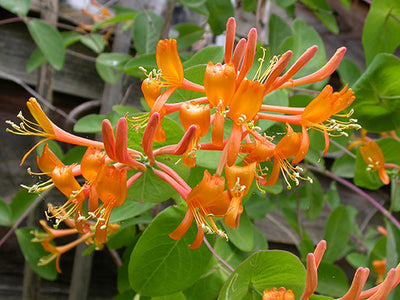 Lonicera