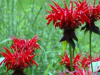 Bee Balm