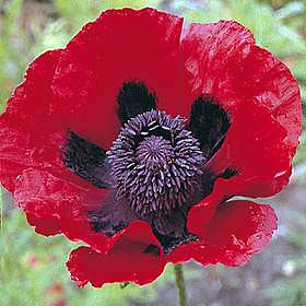 Papaver