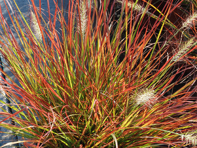 Pennisetum