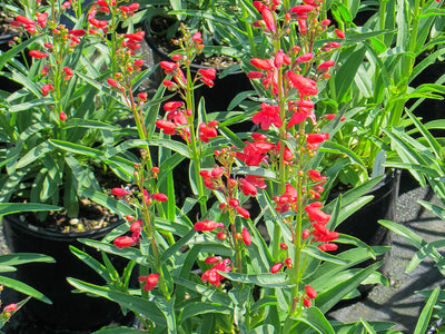 Penstemon