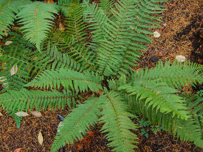 Evergreen Ferns