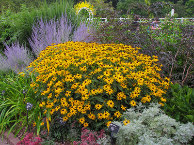 Rudbeckia