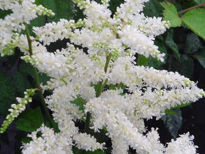 Astilbe