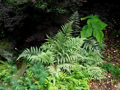 Japanese Painter Fern