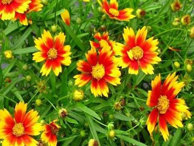 Coreopsis