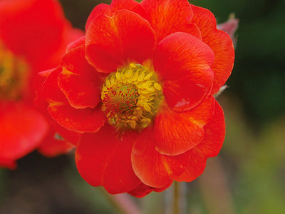 Geum