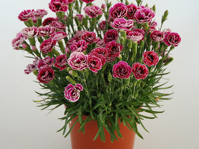 Dianthus