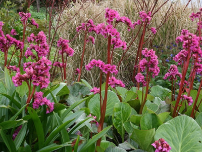 Bergenia