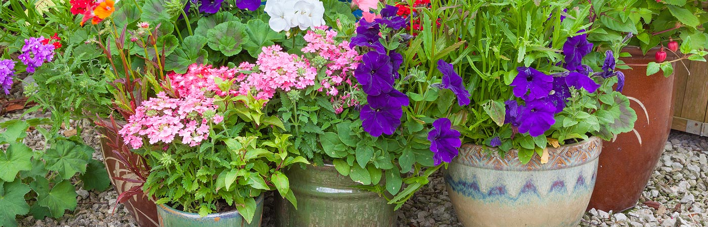 Container Plants – Plants4Home