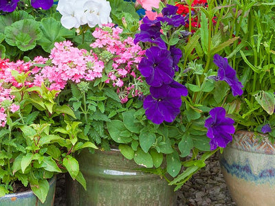 Annuals for Containers