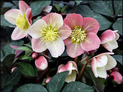 Lenten Rose