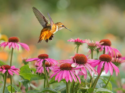 Hummingbird-attracting Annuals