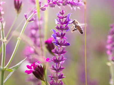 Bee-attracting Annuals