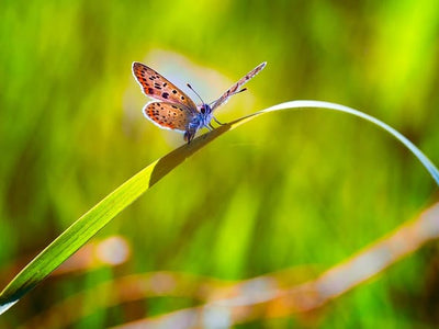 Attracts Butterflies