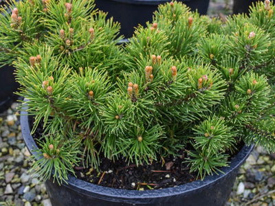 Drought-tolerant Shrubs