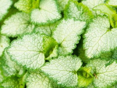 Semi-evergreen Groundcovers