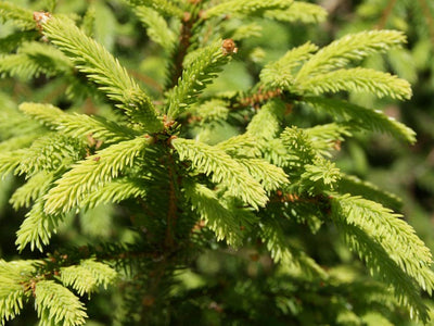 Spruce