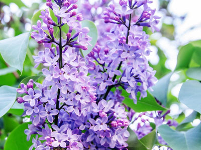 Syringa