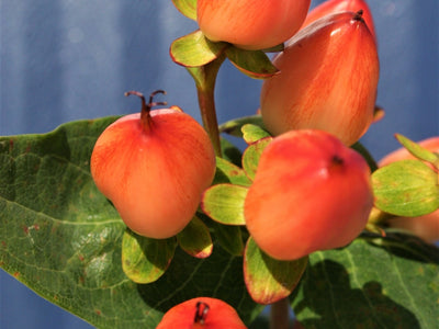 Butterfly-Attracting Shrubs