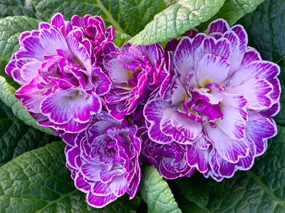 Primula