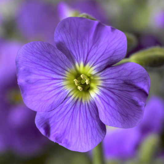Aubrieta 'Axcent Light Blue' Rock Cress
