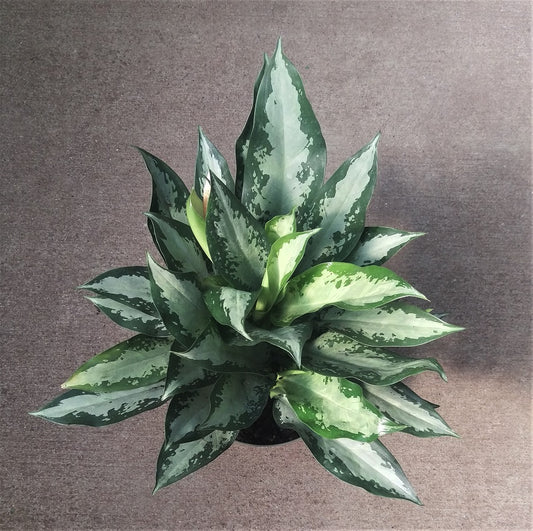 Aglaonema ‘Jubilee’ Tropical Houseplant