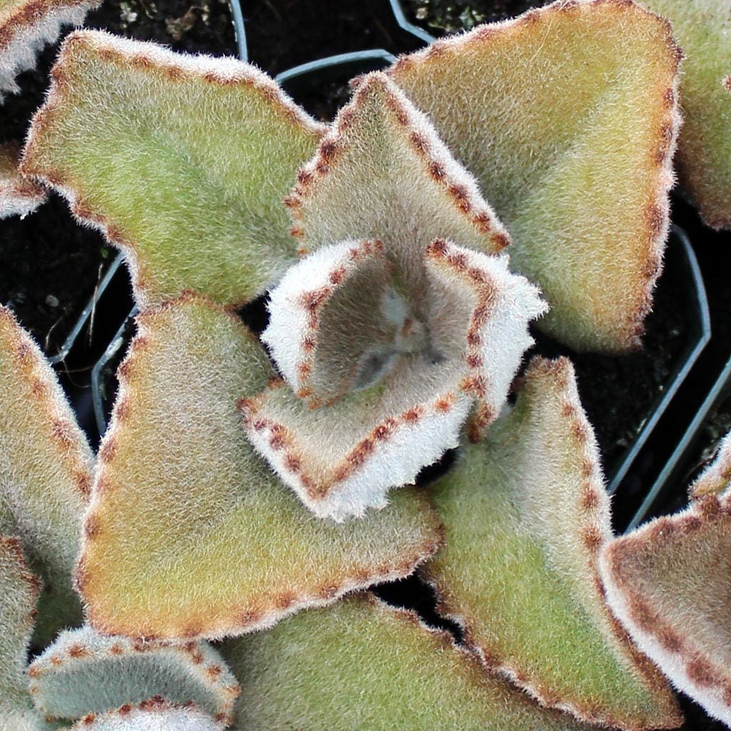 Kalanchoe beharensis 'Fang' Succulent