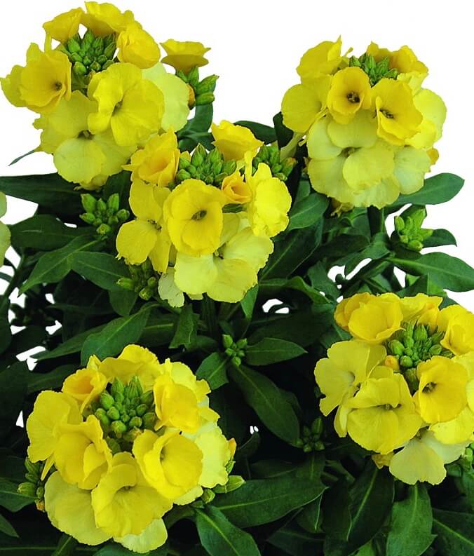 Erysimum 'Glow Golden' Wallflower