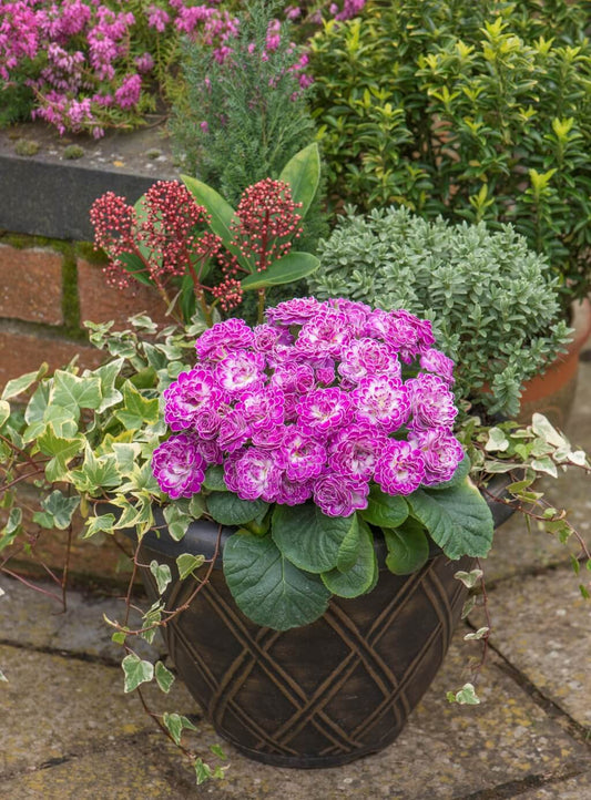 Primula BELARINA 'Candy Frost' Double Primrose