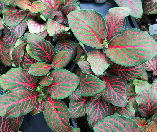 Fittonia 'Vibrant Red' Nerve Plant