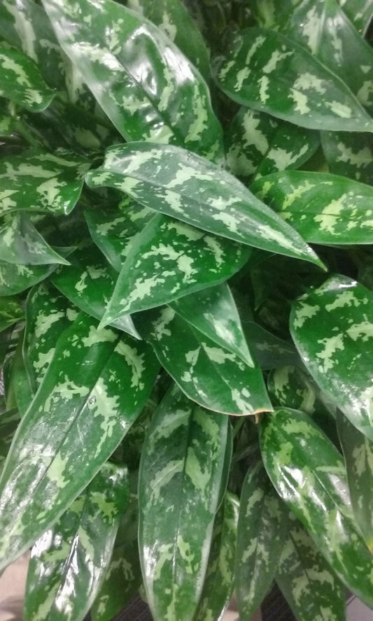 Aglaonema Maria Tropical Houseplant
