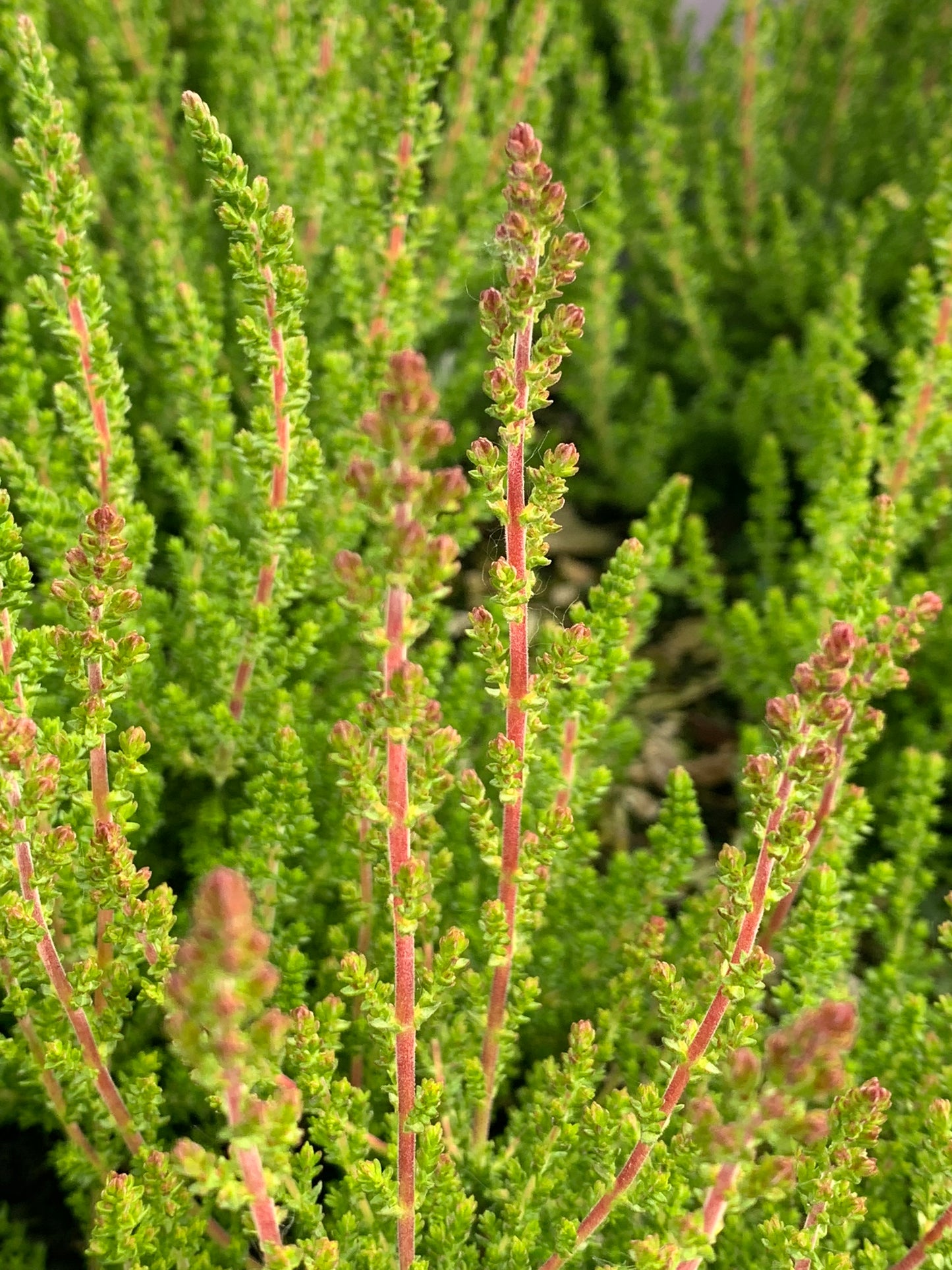 Calluna ‘Dark Beauty’ Heather 3 Pack
