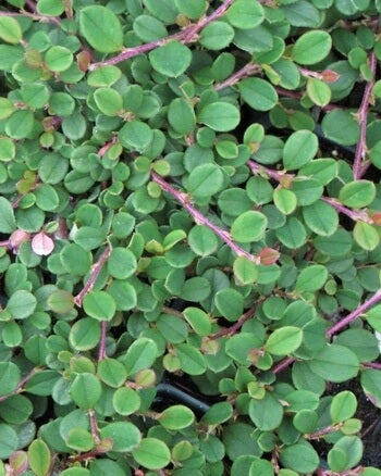 Cotoneaster dammeri 'Streibs Findling' Bearberry